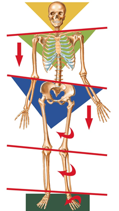 Drawing of a skeleton with lines and arrows to depict the kinetic chain
